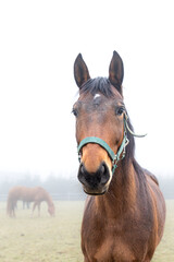 Obraz premium Pferde auf einer Wiese im Nebel 