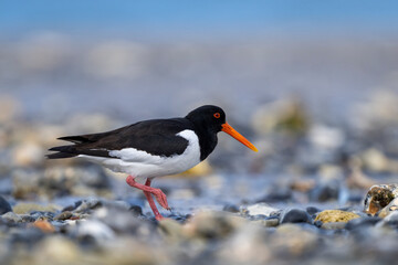 Austernfischer auf der Nahrungssuche am bunten Kiesstrand von Helgoland