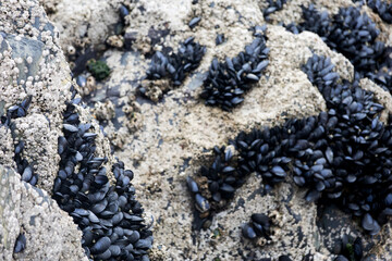 Several clusters of mussels on the rocks