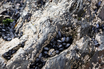 Mussels on the rocks