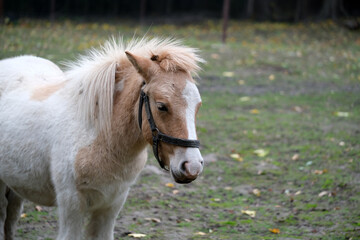 Obraz premium A small pony with a white body and tan patches enjoys a quiet moment in a grassy field. The setting features scattered autumn leaves and a backdrop of trees, conveying a peaceful atmosphere.