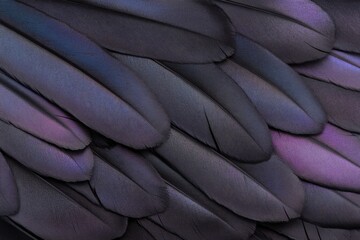 top-down view of glossy black crow feathers with subtle iridescent sheen in deep purples and blues