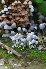 Mushroom forest 