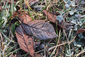 Frozen dew on the various leaves. Water crystals of nature in morning in winter. Leaves on the ground.