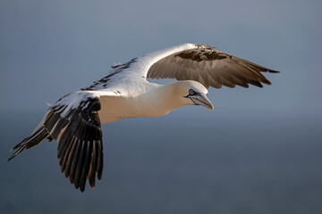 Basstölpel fliegt majestätisch über dem Meer