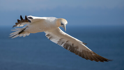 Basstölpel fliegt majestätisch über dem Meer