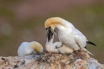 Basstölpel Nestling bettelt um Futter