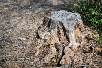 Tree stump in the forest. 