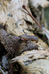 Snail walking on a trunk 
