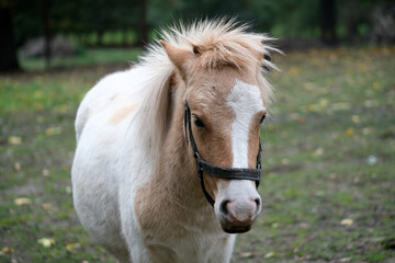 Naklejka premium A small pony with a white body and tan patches enjoys a quiet moment in a grassy field. The setting features scattered autumn leaves and a backdrop of trees, conveying a peaceful atmosphere.