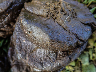 Natural organic fertilizer that dries in the sun for use in agriculture and soil fertility. Cow dung cake on grass closeup. A detailed view of cow dung on a lush green grass field, Cow manure.