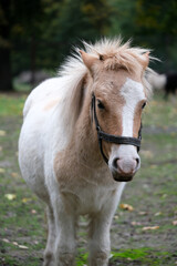 Fototapeta premium A small pony with a white body and tan patches enjoys a quiet moment in a grassy field. The setting features scattered autumn leaves and a backdrop of trees, conveying a peaceful atmosphere.