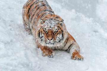 A majestic tiger prowls through the snowfall in a winter landscape, showcasing its strength and beauty in a serene, snowy environment