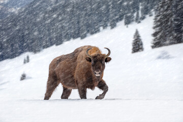 A bison trudges through deep snow during a winter storm in a mountainous forested area at dusk, creating a captivating natural scene © byrdyak