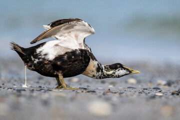 Überrascht am Strand: Eiderente in einem unpassenden Moment