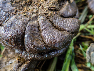 Natural organic fertilizer that dries in the sun for use in agriculture and soil fertility. Cow dung cake on grass closeup. A detailed view of cow dung on a lush green grass field, Cow manure.