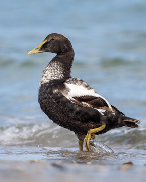 Eiderente stolziert aus dem Wasser