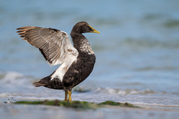 Eiderente schwingt die Flügel am Strand von Helgoland