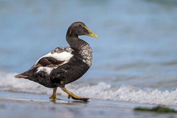 Eiderente watschelt elegant über den Strand von Helgoland