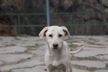 dog in the park .