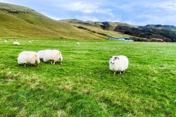 Fototapeta premium Icelandic Sheep grazing