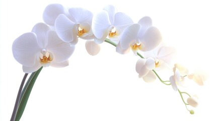 Obraz premium Elegant Phalaenopsis Orchids in a Flowerpot, Isolated on a White Background with Lush Green Leaves