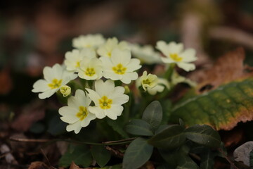 fiori di primula gialla nel bosco in inverno