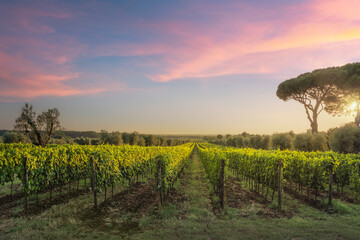 Bolgheri vineyards, olive trees and pine trees at sunset. Maremma, Tuscany, Italy