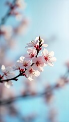Delicate blossom branch with soft pink flowers against light blue sky. Springtime flora in vibrant bloom. Blossoming cherry tree branch in park. Floral beauty. Freshness of springtime. Closeup shot