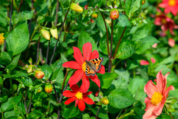 A small butterfly with orange and black patterns sits delicately on a bright red flower, surrounded...
