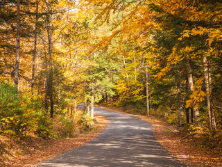 Late Fall in Upstate New York Dried Leaves Flower Garden Plants