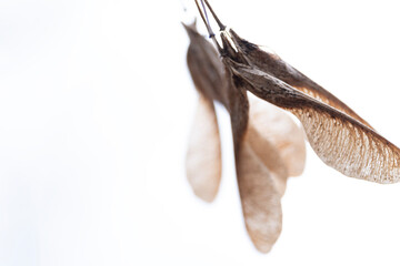 Dried Maple Seeds on White Background