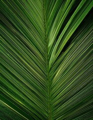 Obraz premium Tropical palm leaf texture, closeup.