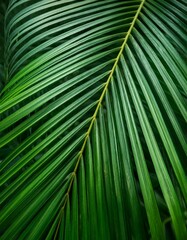 Tropical palm leaf texture, closeup.