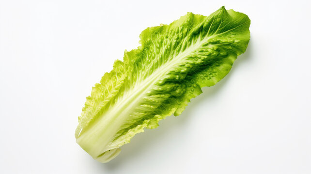 Lettuce Leaf