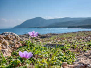 Close-Up of a Flower with Moutti tis Sotiras Summit. Cyprus