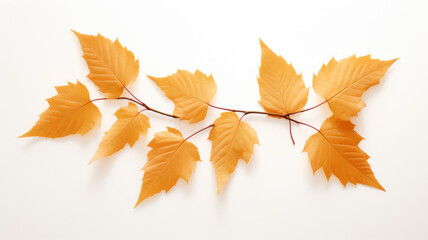 Autumn Leaves Display