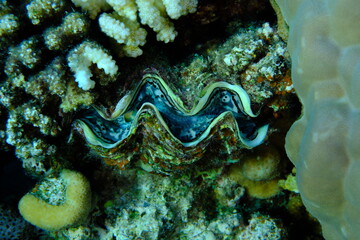 Maxima clam or small giant clam (Tridacna maxima) undersea, Red Sea, Egypt, Sharm El Sheikh, Montazah Bay