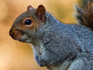 Greg Squirrel Portrait