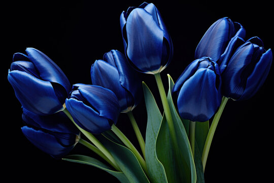 "Majestic Blue Tulips"