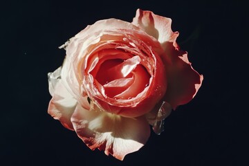 Rose bloom softly opens under a gentle spotlight, with delicate pink petals catching light, symbolizing beauty and romance.