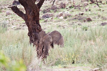 Elefant unter Baum