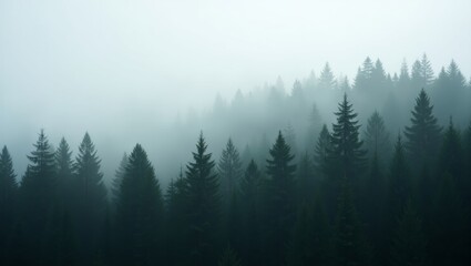 Fototapeta premium Mystical forest in mist