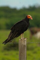 The vulture perches on the stake, awaiting death.
