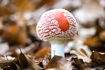 Amanita muscaria, Fly agaric mushroom close up