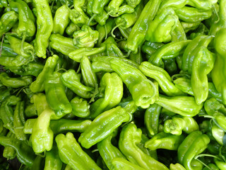 pepper, bell, bell pepper, plant, green, capsicum, vegetable, peppers, sweet, green bell pepper, green bell pepper plant, africa, algeria, agriculture, closeup, organic, harvest, garden, paprika.