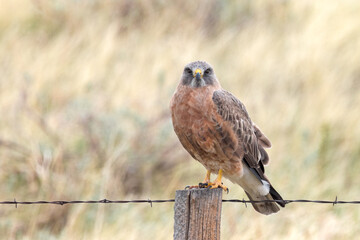 A Swainson's Hawk finds a comfortable perch on a fence post.
