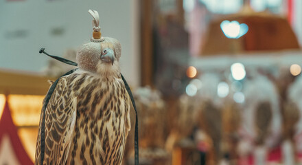 Close-Up View of Falcon with a Hood