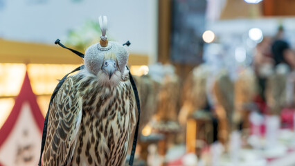 Close-Up View of Falcon with a Hood