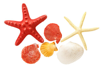 Collection of sea shells and stars